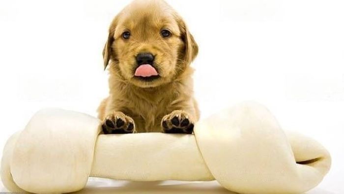 dog have rawhide dog have rawhide