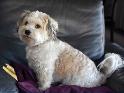 Dog Swallowed Rawhide Dog Swallowed Rawhide