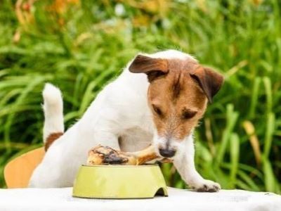 pork meal anti allergy to dog pork meal anti allergy to dog