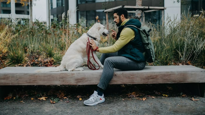 Leash Training an Older Dog