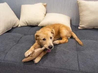dog stressed out dog stressed out