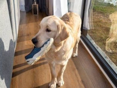 dog need attention dog need attention