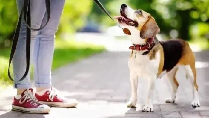 dog on leash