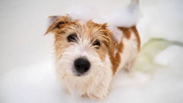 Dog drinks soapy water