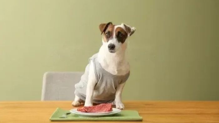 The Truth about Beef Meal in Dog Food