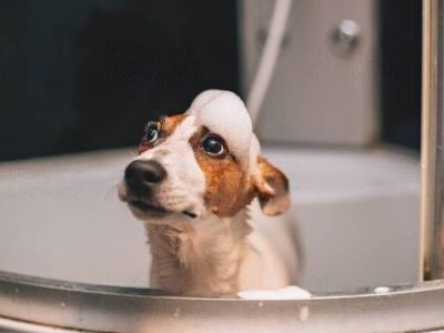 Dog consumes soapy water