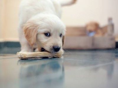 dog with rawhide in mouth