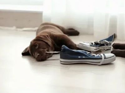 dog steal shoes