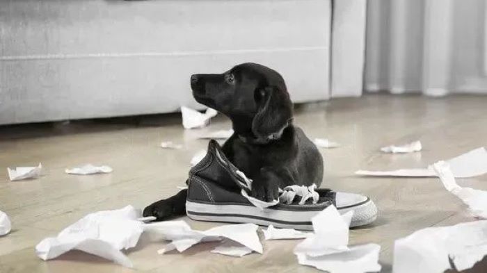 dog likes shoes