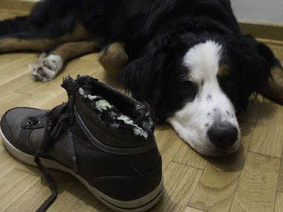 Your Dog Misses You Your Dog Misses You