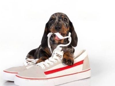 dog chewing shoes dog chewing shoes