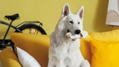 dogs obsessed with shoes