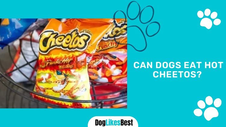 Dogs Having Hot Cheetos