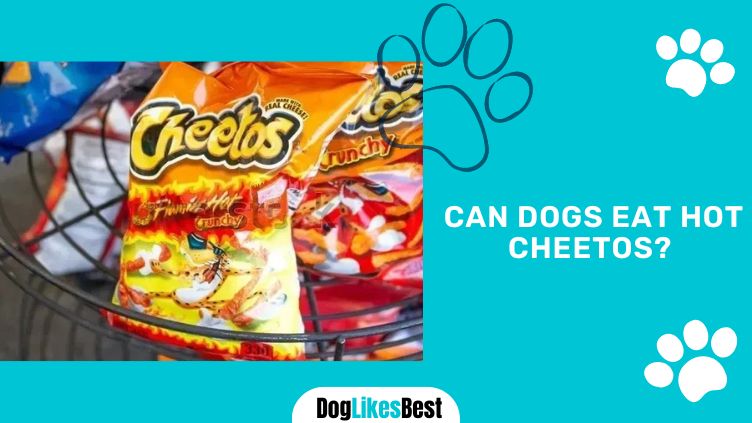 Dogs Having Hot Cheetos