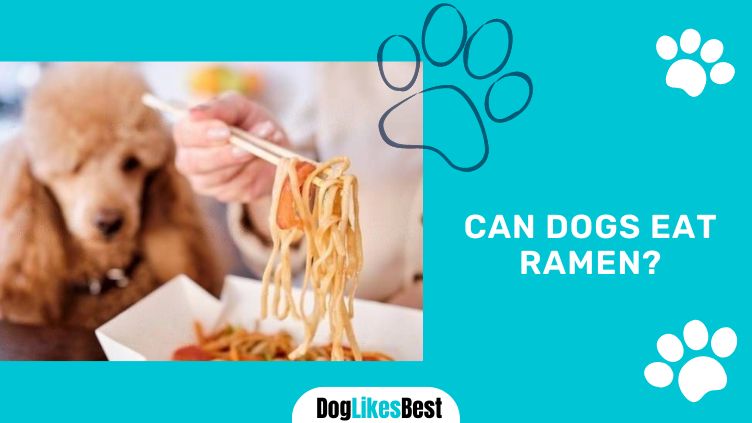 Can Dogs Have Ramen