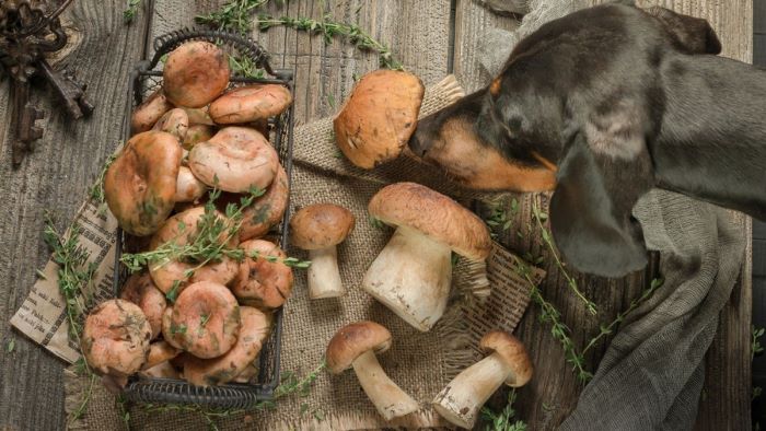 Dog Eating Shrooms