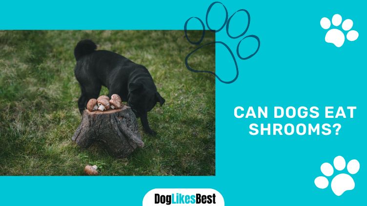 Dogs Eats Shrooms
