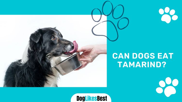 Dogs Eat Tamarind