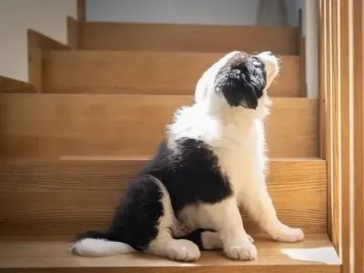 Dog Climbing The Stairs