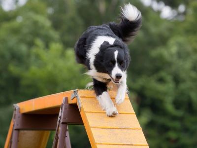 Dog Coming Down a Ramp