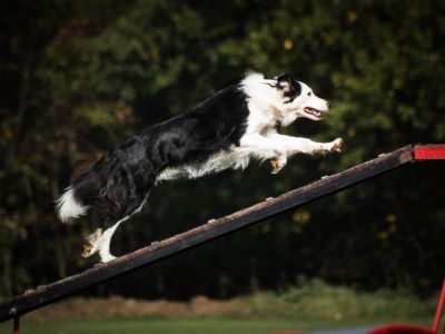 Dog Climbing A Ramp