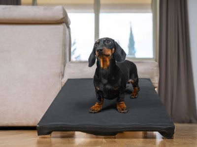 Dog Ramps For Small Breeds