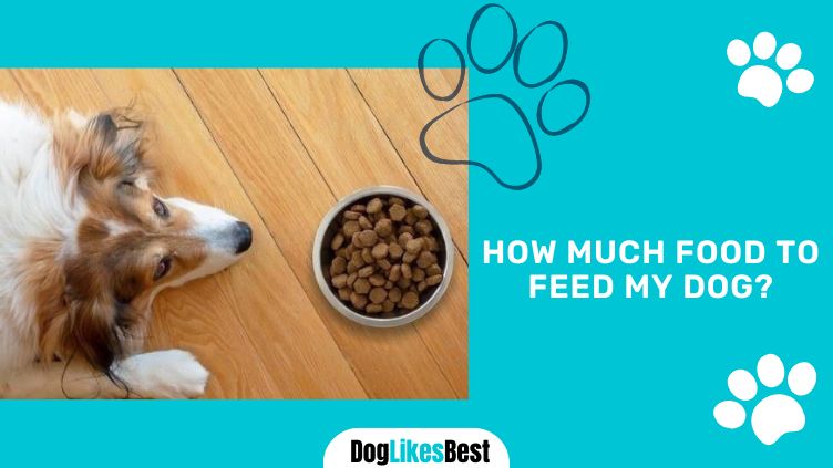 Feeding food to dogs