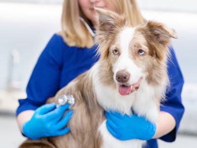 Vets Treat Shroom Poisoning in Dogs