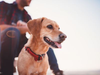 Big Dog Collar