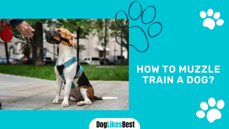 Muzzle Training a Dog