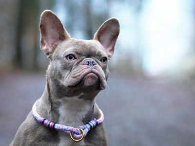 avoid allergies to collars avoid allergies to collars