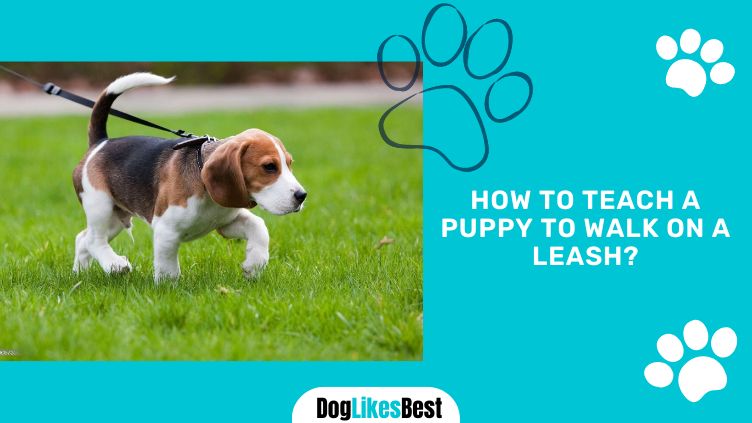 Puppy Waling on Leash