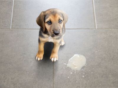 Dog Vomits After Having Maggots