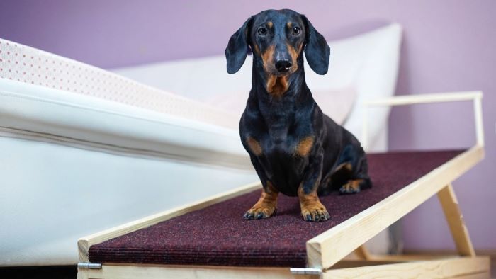 Training Dog To Use A Ramp