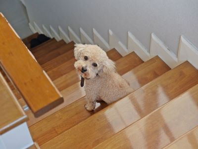 A Dog Climbing Stairs