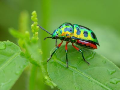 Eating Bugs Normal For Dogs