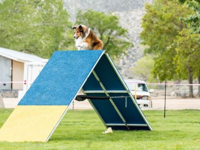 Less Stress on Joints Due To Dog Ramps