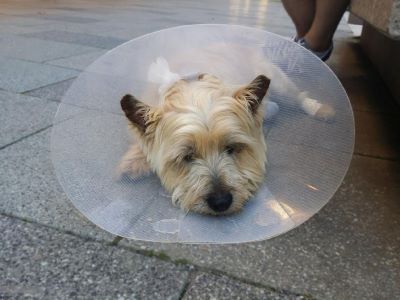 Neck Injury to Dogs Neck Injury to Dogs