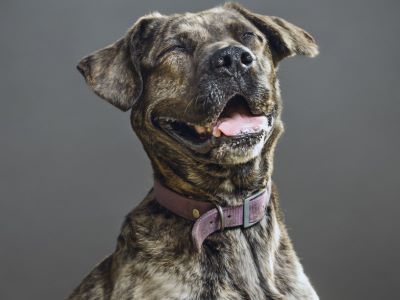 Nylon allergies in dog Nylon allergies in dog