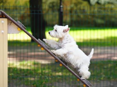 Dog Ramps Prevent Injury