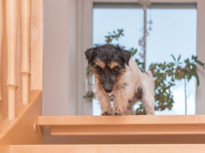 Puppy Climbing Stairs 