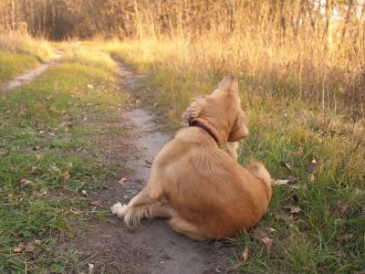 Skin Allergy in Dogs Skin Allergy in Dogs