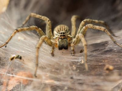 Spiders Non Toxic To Dogs