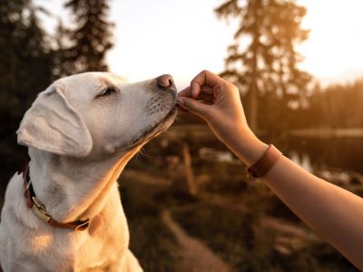 Feeding Tamarind To Dogs