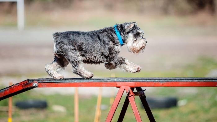 Angle of A Dog Ramp