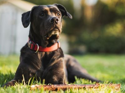 Best Dog Collar 