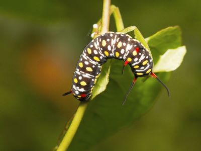 Caterpillar Toxic To Dogs