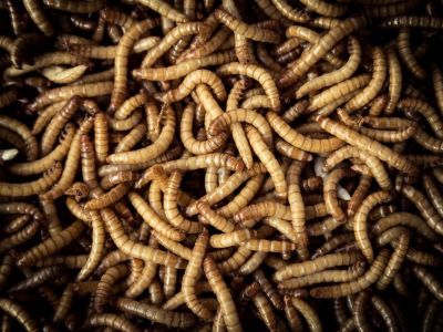 Dogs Ate Maggots Dogs Ate Maggots
