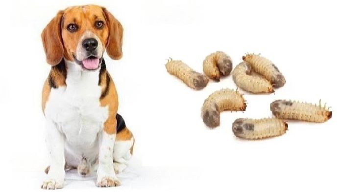 Dog Eats Maggots