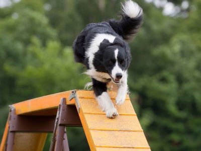 Best Angle For A Dog Ramp